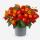 Lantana camara - Lantana - red - 12cm pot - 25cm high