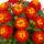 Lantana camara - Lantana - red - 12cm pot - 25cm high