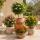 Lantana camara - Lantana - red - 12cm pot - 25cm high