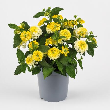 Lantana camara - Wandelröschen - gelb - 12cm Topf - 25cm hoch
