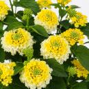 Lantana camara - Wandelröschen - gelb - 12cm Topf -...