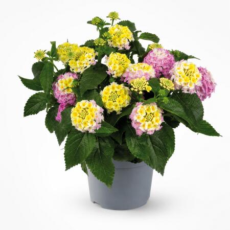 Lantana camara - Wandelröschen - rosa - 12cm Topf - 25cm hoch
