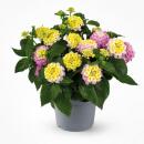 Lantana camara - Wandelröschen - rosa - 12cm Topf -...