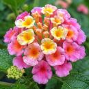 Lantana camara - Wandelröschen - rosa - 12cm Topf - 25cm hoch