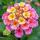 Lantana camara - Wandelröschen - rosa - 12cm Topf - 25cm hoch