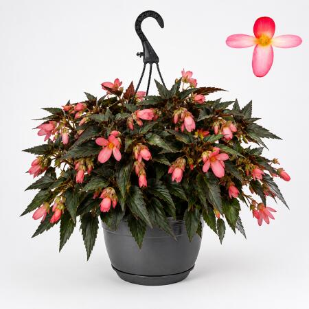 Bégonia pendula - Bégonia suspendue - rouge/blanc - 24cm suspension