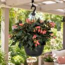 Begonia pendula - Hanging begonia - red/white - 24cm...