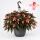 Bégonia pendula - Bégonia suspendue - rouge/blanc - 24cm suspension