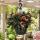 Bégonia pendula - Bégonia suspendue - rouge/blanc - 24cm suspension