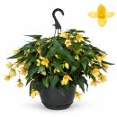 Begonia pendula - Hanging Begonia - yellow - 24cm hanging...