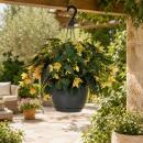 Begonia pendula - Hanging Begonia - yellow - 24cm hanging...