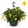 Begonia pendula - Hanging Begonia - yellow - 24cm hanging basket - 30cm