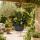 Begonia pendula - Hanging Begonia - yellow - 24cm hanging basket - 30cm