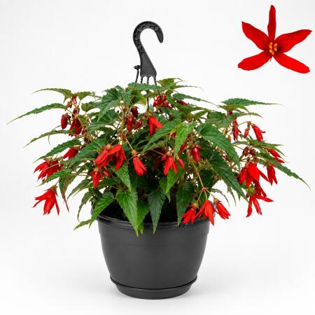 Begonia pendula - Bégonia suspendu - rouge - 24cm Suspension