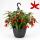 Begonia pendula - Bégonia suspendu - rouge - 24cm Suspension