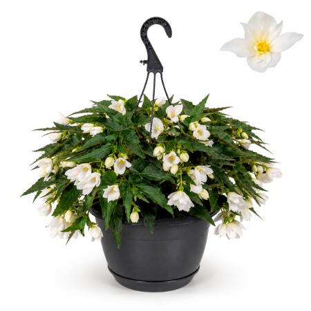 Begonia pendula - Hanging Begonia - white - 24cm hanging basket - 30cm