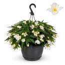 Begonia pendula - Hanging Begonia - white - 24cm hanging...