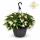 Begonia pendula - Hanging Begonia - white - 24cm hanging basket - 30cm