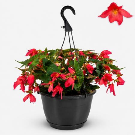 Begonia pendula - Hanging Begonia - pink - 24cm hanging basket - 30cm