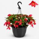 Begonia pendula - Hanging Begonia - pink - 24cm hanging...