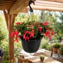Begonia pendula - Hanging Begonia - pink - 24cm hanging...