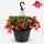 Begonia pendula - Hanging Begonia - pink - 24cm hanging basket - 30cm