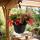 Begonia pendula - Hanging Begonia - pink - 24cm hanging basket - 30cm