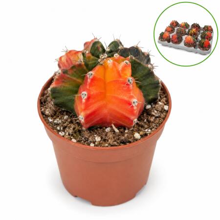 Gymnocalicium mihanovicii "Koi" - special strawberry cactus - rarity - 8.5cm pot 12cm tall