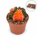 Gymnocalicium mihanovicii "Koi" - cactus fraise...