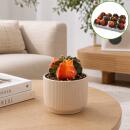 Gymnocalicium mihanovicii "Koi" - special strawberry cactus - rarity - 8.5cm pot 12cm tall