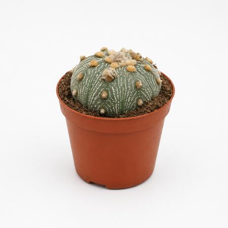 Astrophytum asterias - Sea Urchin Cactus - Rarity - 8.5cm Pot 10cm high
