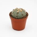 Astrophytum asterias - Seeigel-Kaktus - Rarität -...