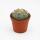 Astrophytum asterias - Sea Urchin Cactus - Rarity - 8.5cm Pot 10cm high