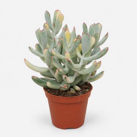 Cotyledon orbiculata variegata - seltene Sukkulente - Rarität - 8,5cm Topf 12cm hoch