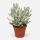 Cotyledon orbiculata variegata - seltene Sukkulente - Rarität - 8,5cm Topf 12cm hoch