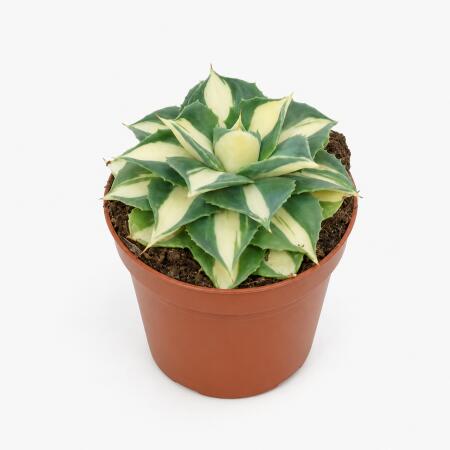 Agave potatorum gold - gold-gelbe Agave - Rarität - 8,5cm Topf - 12cm hoch