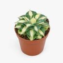 Agave potatorum gold - Agave dorée-jaune -...