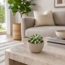 Agave potatorum gold - Agave dorée-jaune -...