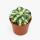 Agave potatorum gold - gold-gelbe Agave - Rarität - 8,5cm Topf - 12cm hoch