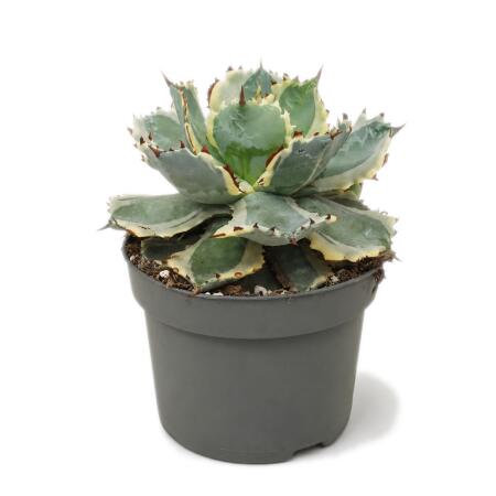 Agave potatorum variegata - Agave - Rarity - 13cm pot - 18cm tall