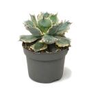 Agave potatorum variegata - Agave - Rarität -  13cm...