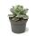 Agave potatorum variegata - Agave - Rarity - 13cm pot - 18cm tall