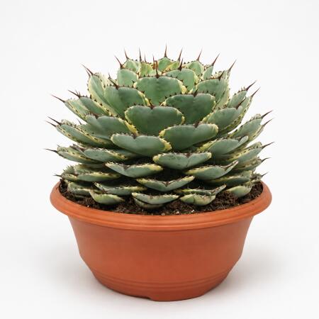 Agave potatorum variegata - Agave - Rarity - 35cm pot
