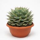 Agave potatorum variegata - Agave - Rarity - 35cm pot