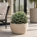 Agave potatorum variegata - Agave - Rarity - 35cm pot