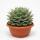 Agave potatorum variegata - Agave - Rarity - 35cm pot