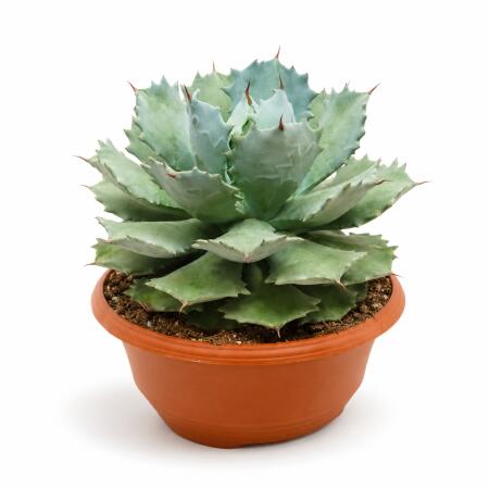 Agave potatorum - Agave - Rarität -  30cm Schale - 40cm hoch