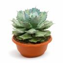 Agave potatorum - Agave - Rarität -  30cm Schale -...