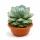 Agave potatorum - Agave - Rarität -  30cm Schale - 40cm hoch