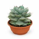 Agave potatorum - Agave - Rarität -  20cm Schale -...